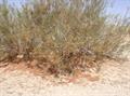 Calligonum comosum